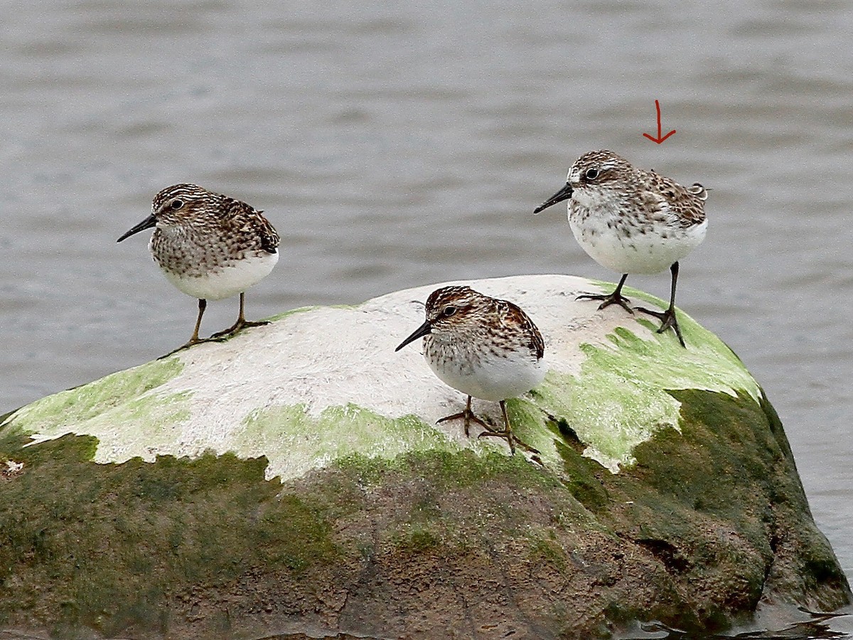 Semipalmated Sandpiper - ML636329151