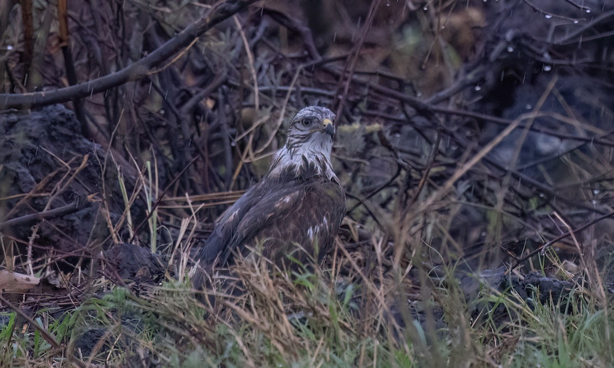 歐亞鵟(vulpinus/menetriesi) - ML636329172