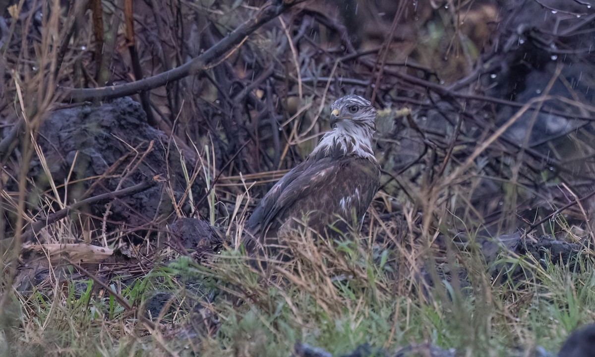歐亞鵟(vulpinus/menetriesi) - ML636329173