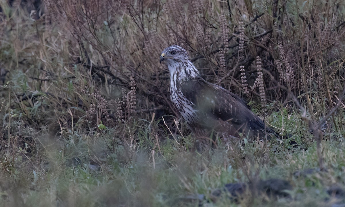 歐亞鵟(vulpinus/menetriesi) - ML636329174