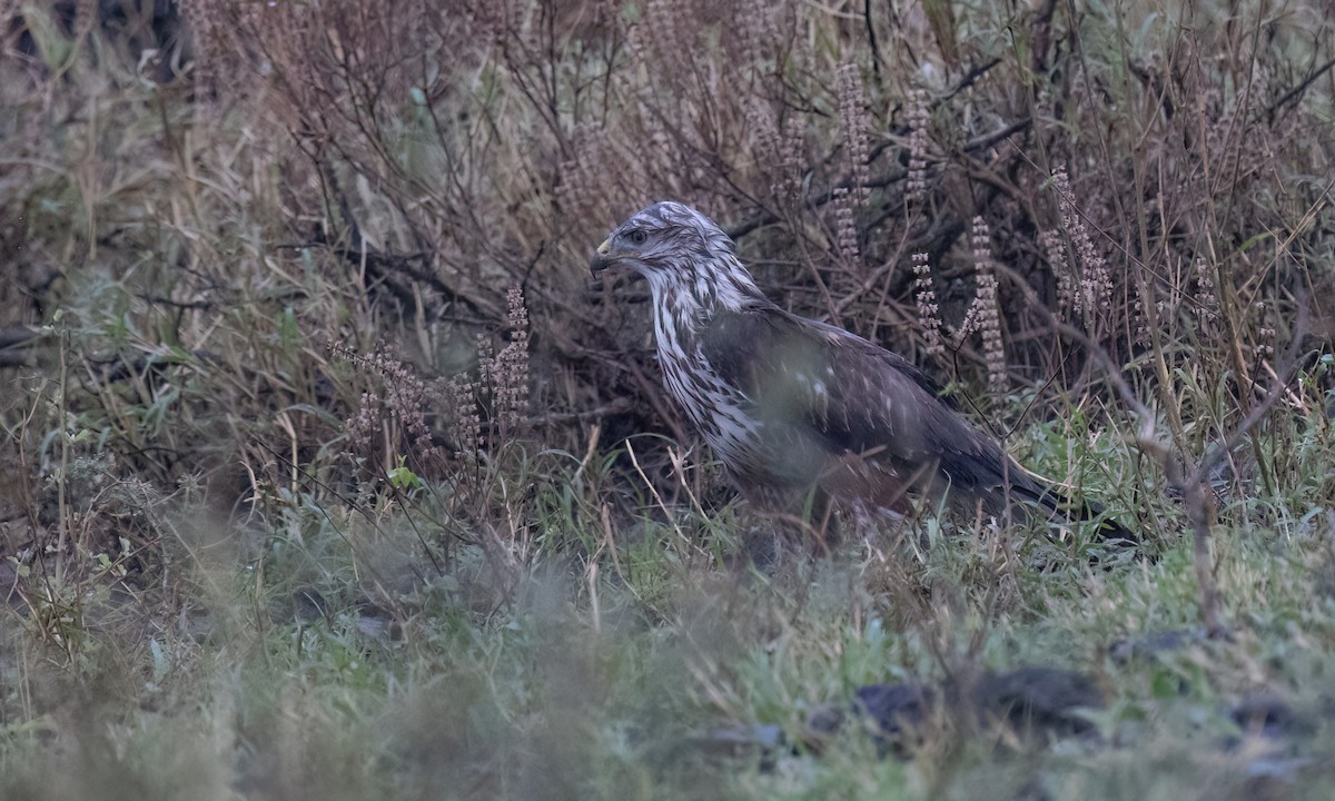 歐亞鵟(vulpinus/menetriesi) - ML636329175