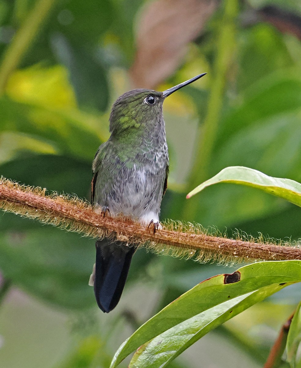 Greenish Puffleg - ML636329338
