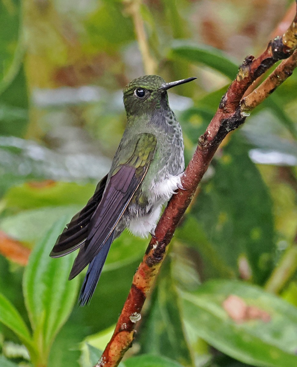 Greenish Puffleg - ML636329339