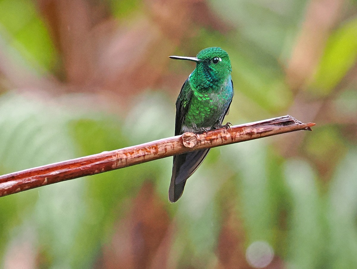 Rufous-vented Whitetip - ML636329342