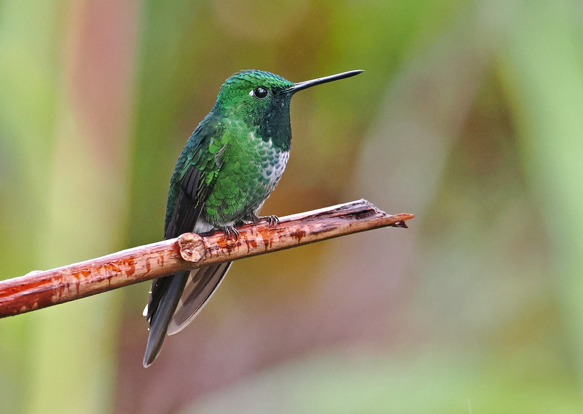 Rufous-vented Whitetip - ML636329343