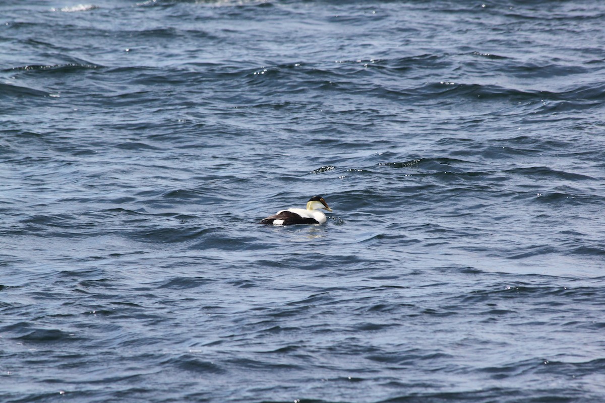 Common Eider - ML636329345