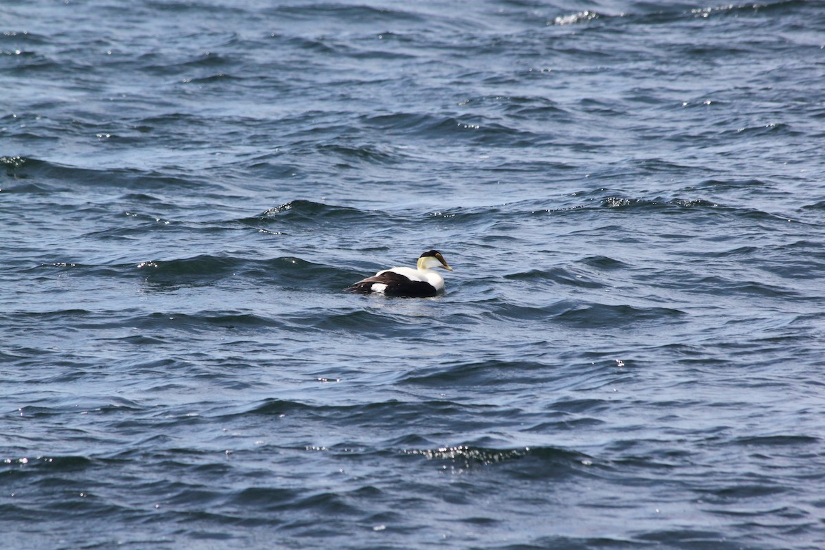 Common Eider - ML636329346