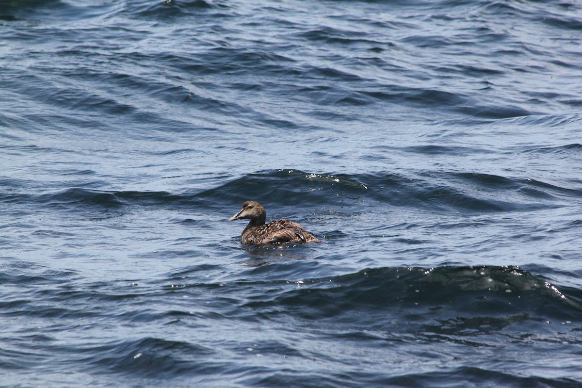 Common Eider - ML636329347