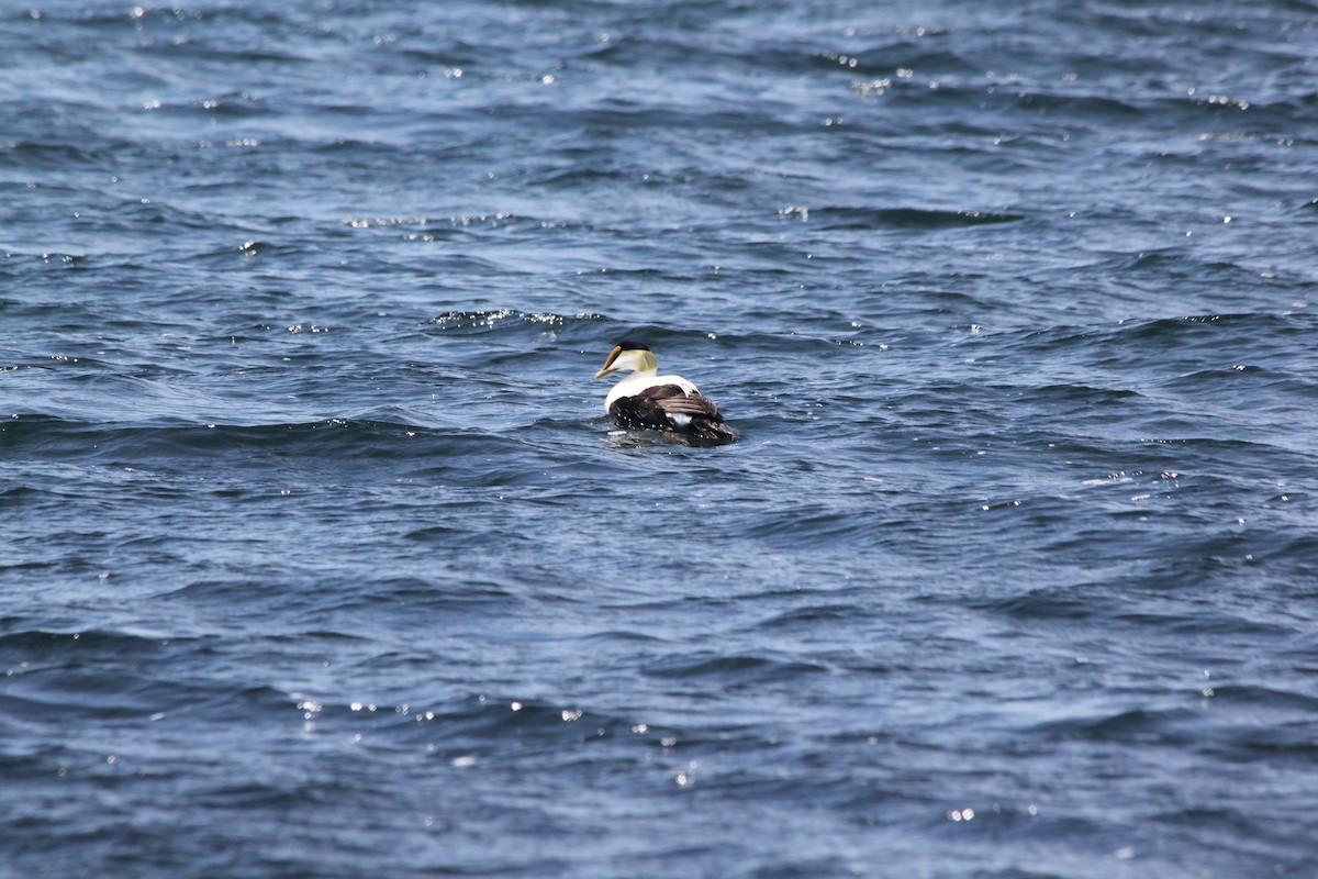 Common Eider - ML636329348
