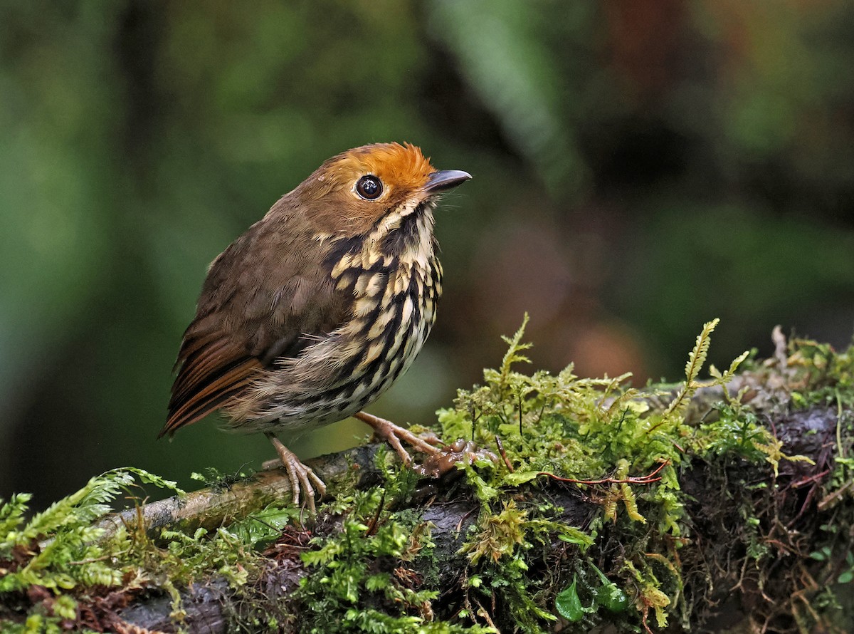 Ochre-fronted Antpitta - ML636329359