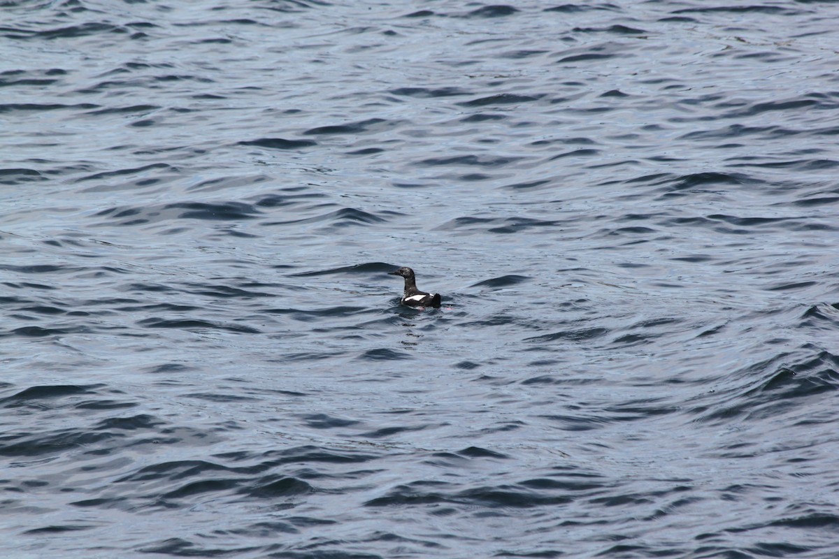 Black Guillemot - ML636329360