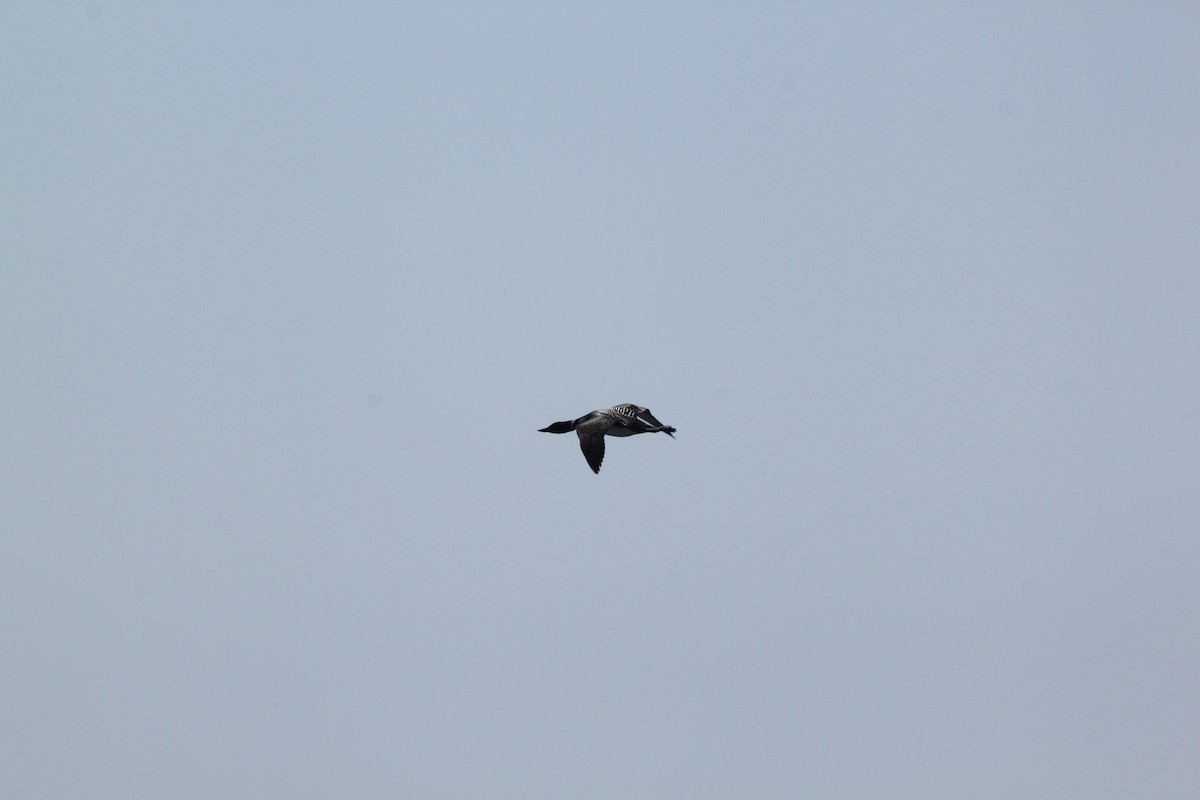 Common Loon - ML636329369