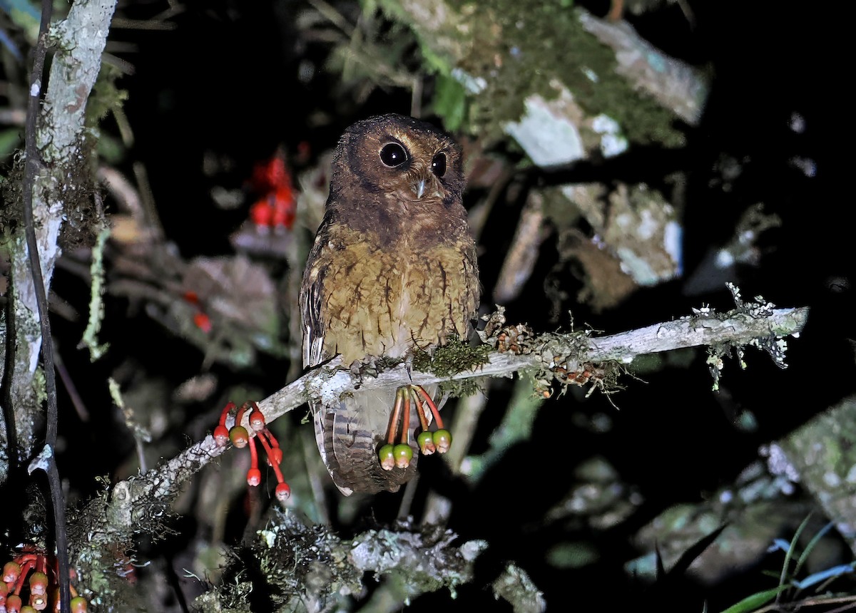 Cinnamon Screech-Owl - ML636329402