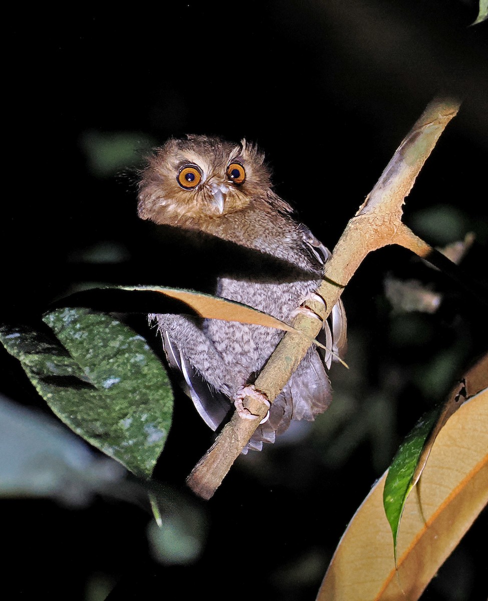 Long-whiskered Owlet - ML636329404