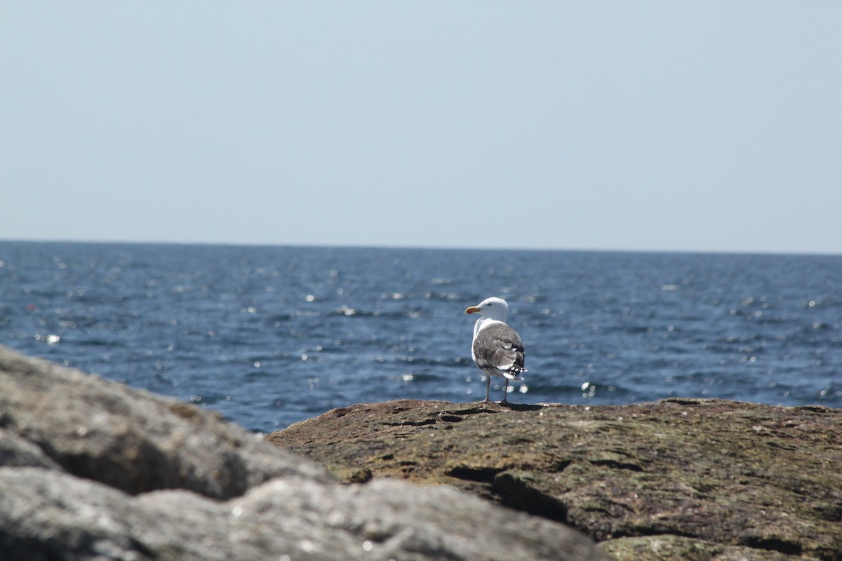 Great Black-backed Gull - ML636329419