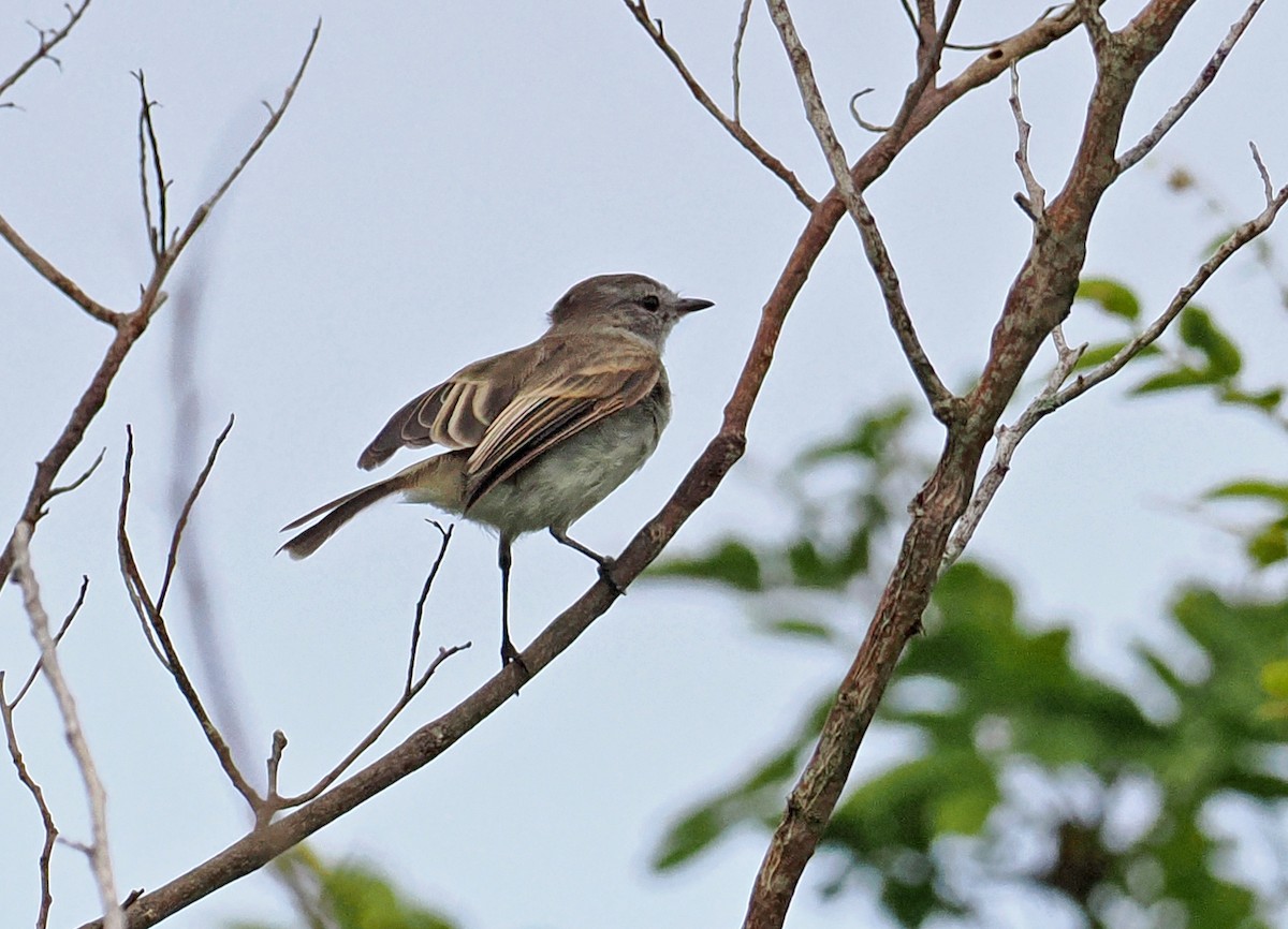 Marañon Tyrannulet - ML636329447