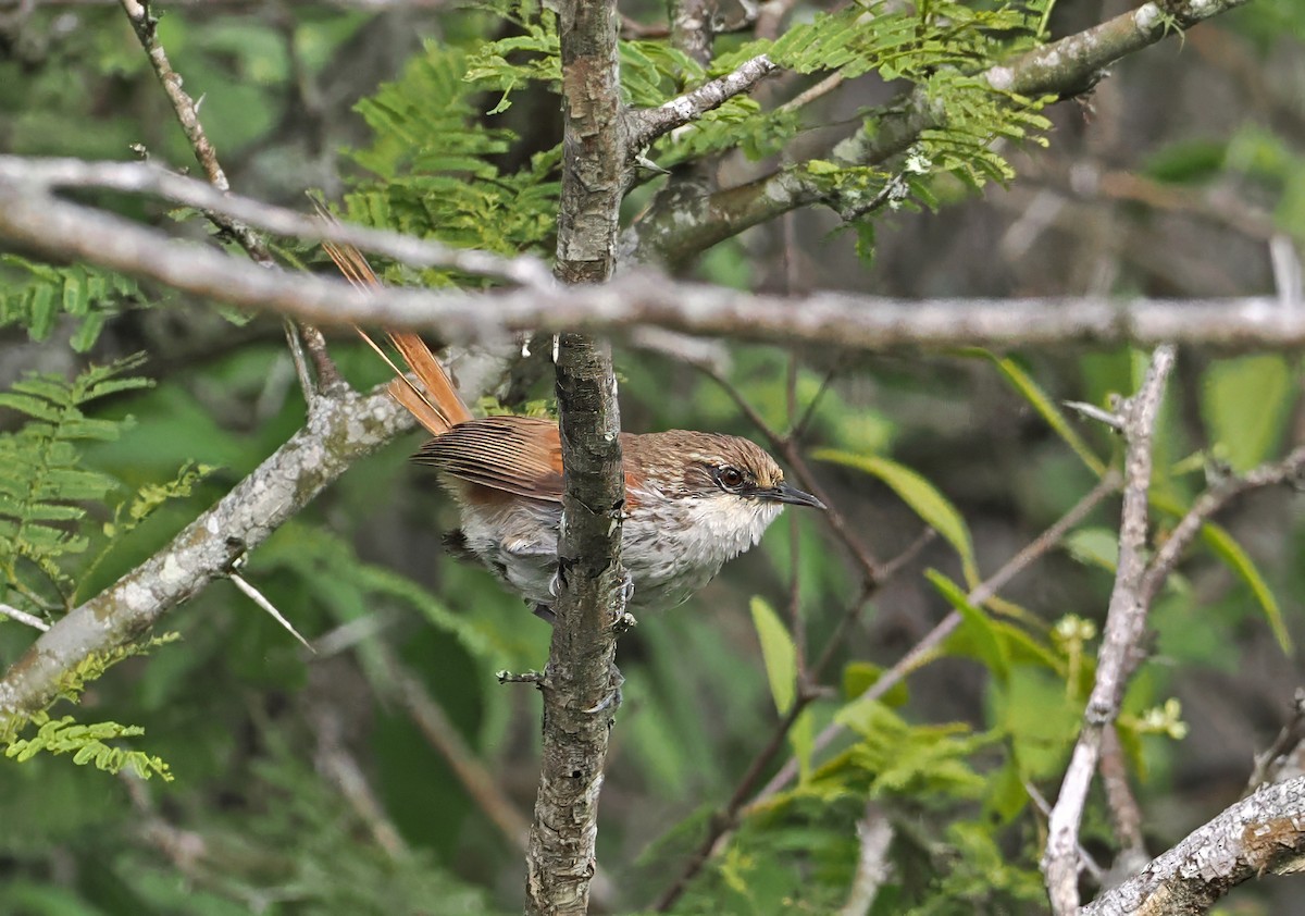 Chinchipe Spinetail - ML636329452