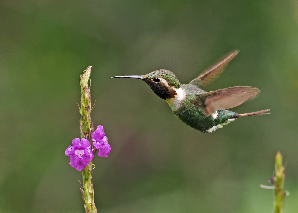 Colibri bourdon - ML636329552