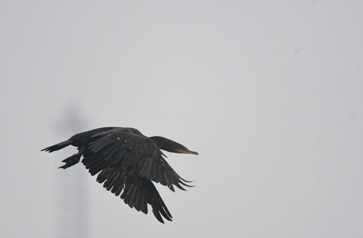 Double-crested Cormorant - ML636329568