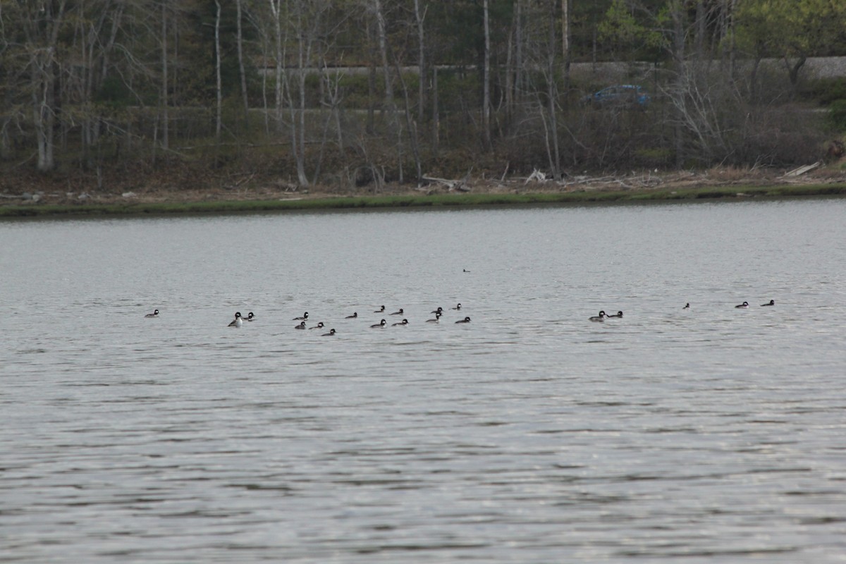 Bufflehead - ML636329597