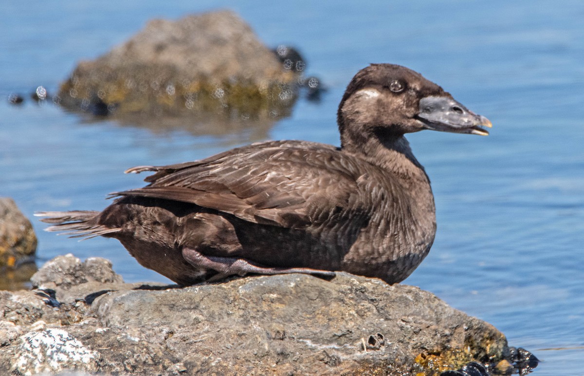 Surf Scoter - ML636329601