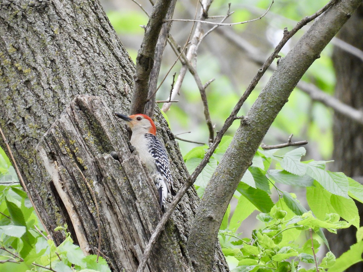 Red-bellied Woodpecker - ML636329609
