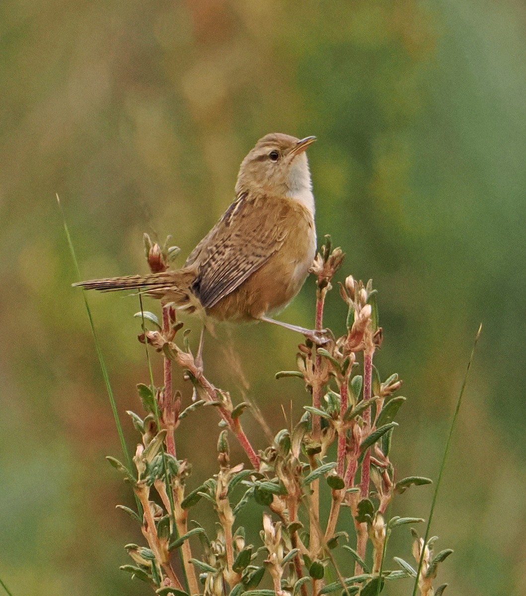Grass Wren (Paramo) - ML636329650