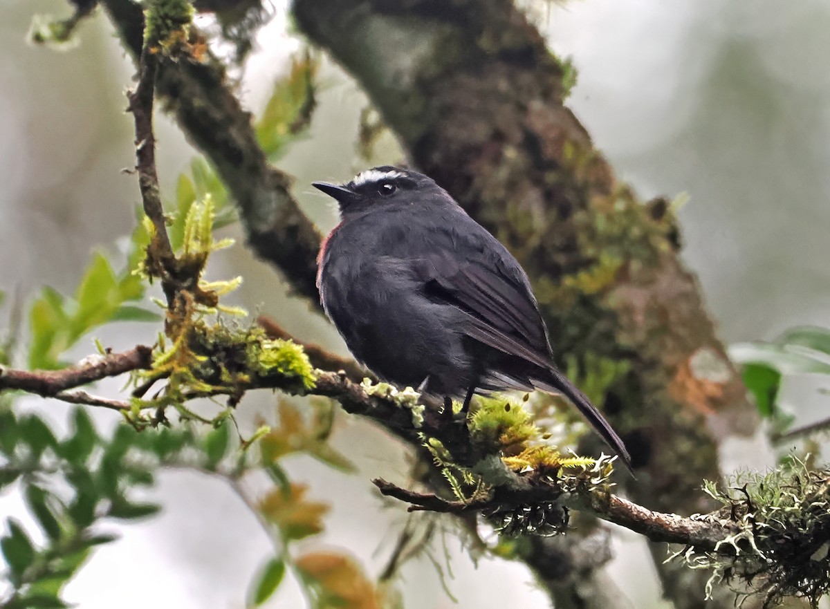 Maroon-belted Chat-Tyrant - ML636329696