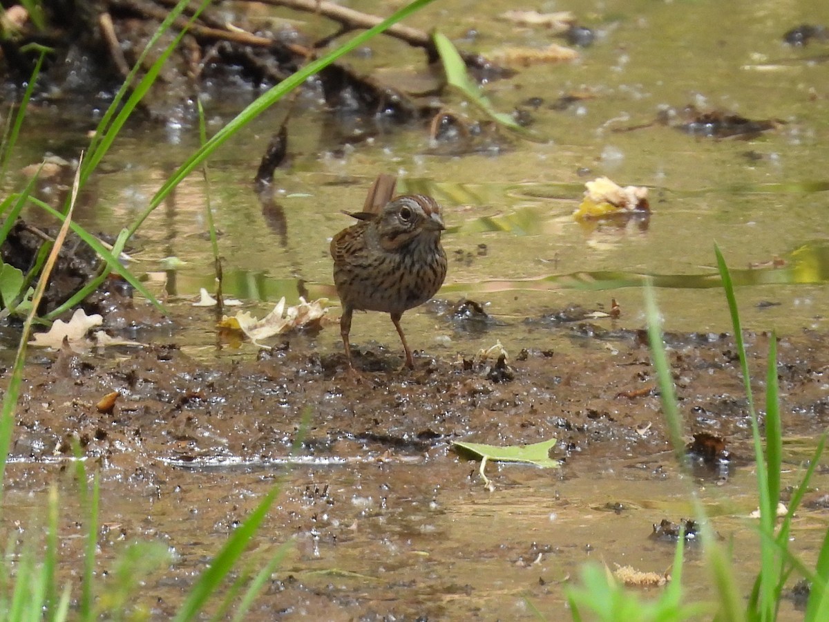 Lincoln's Sparrow - ML636329743