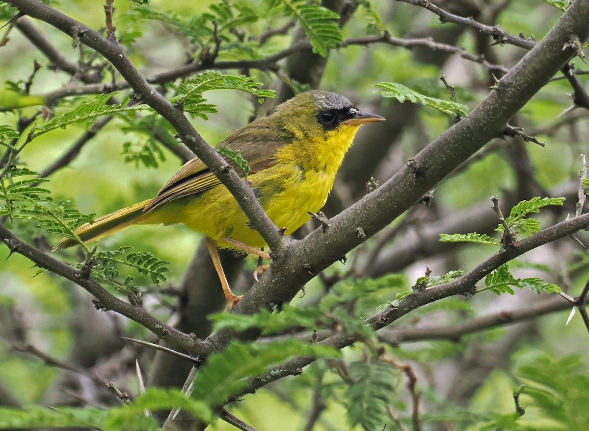 Black-lored Yellowthroat - ML636329879