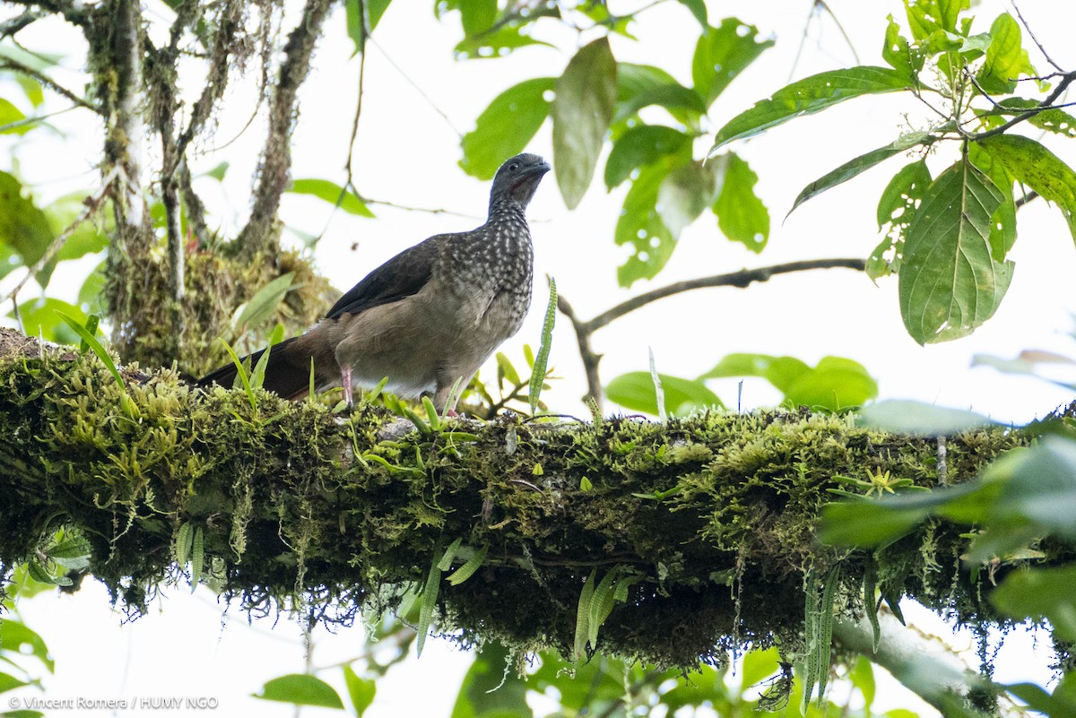 Speckled Chachalaca - ML636329910