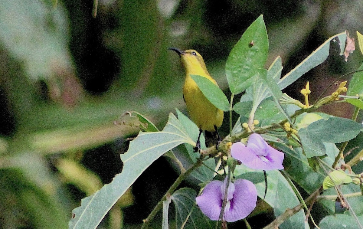 Sahul Sunbird - ML636329924