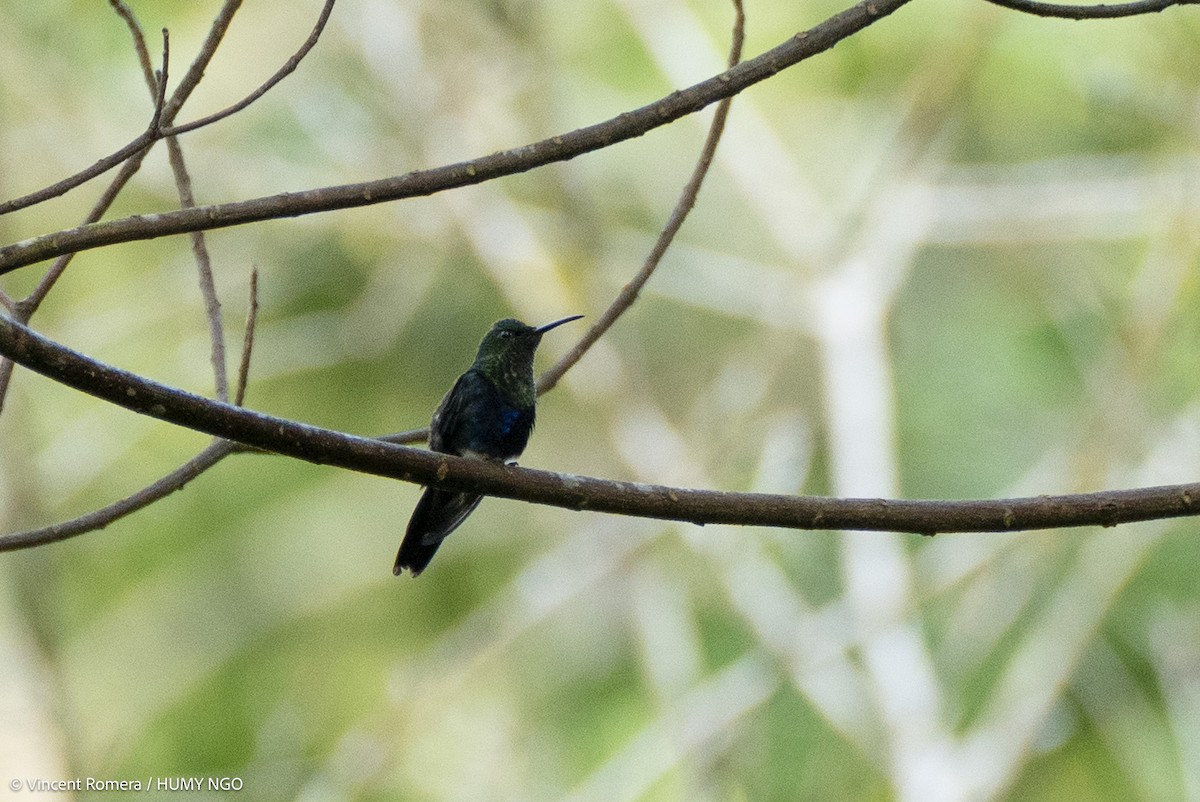 Fork-tailed Woodnymph - ML636329925