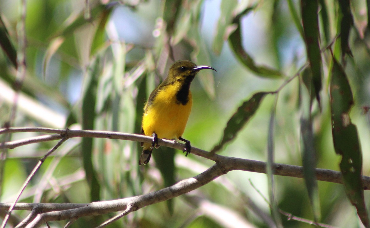 Sahul Sunbird - ML636329926