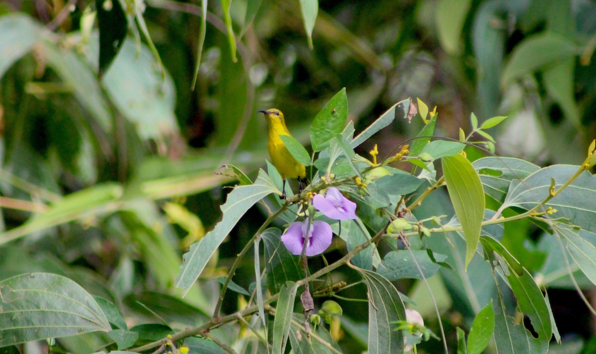 Sahul Sunbird - ML636329927