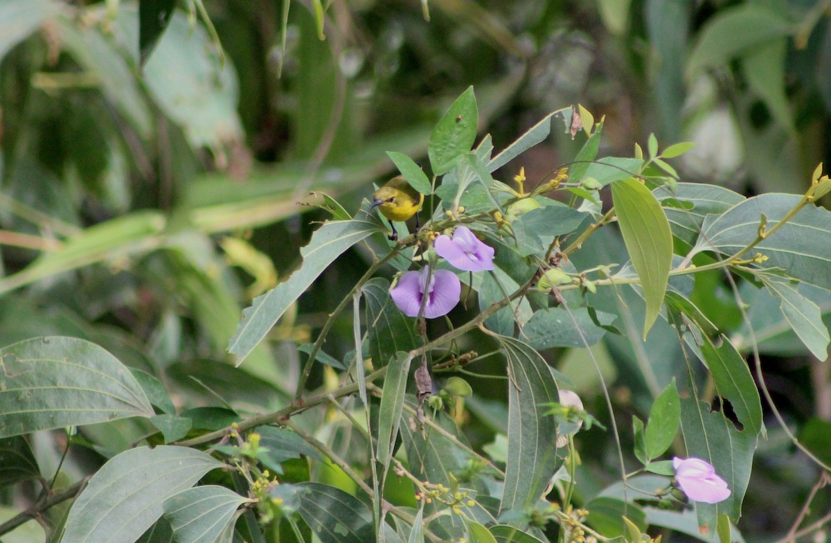 Sahul Sunbird - ML636329935