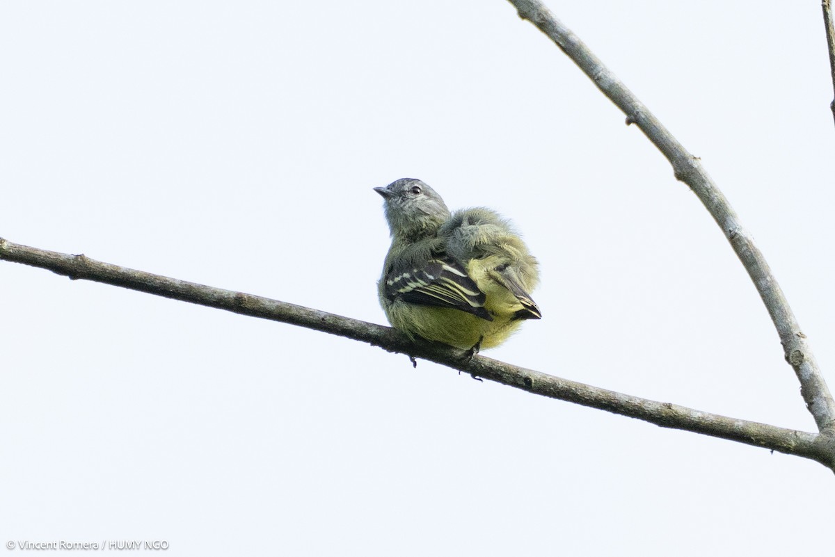 Yellow-crowned Tyrannulet - ML636329944