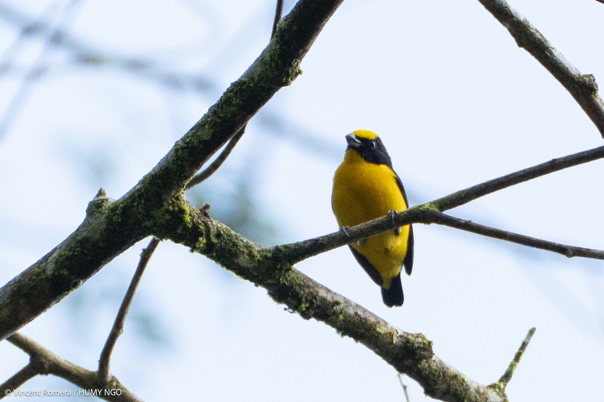 Thick-billed Euphonia - ML636329952