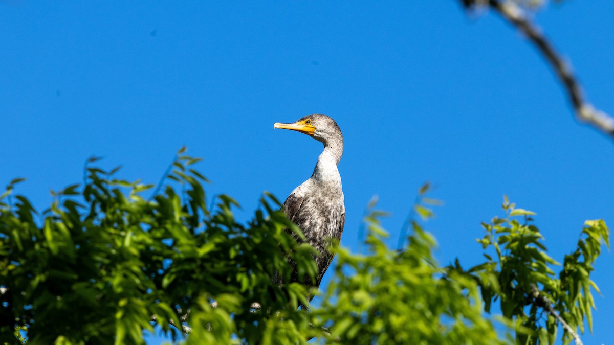 Double-crested Cormorant - ML636329990