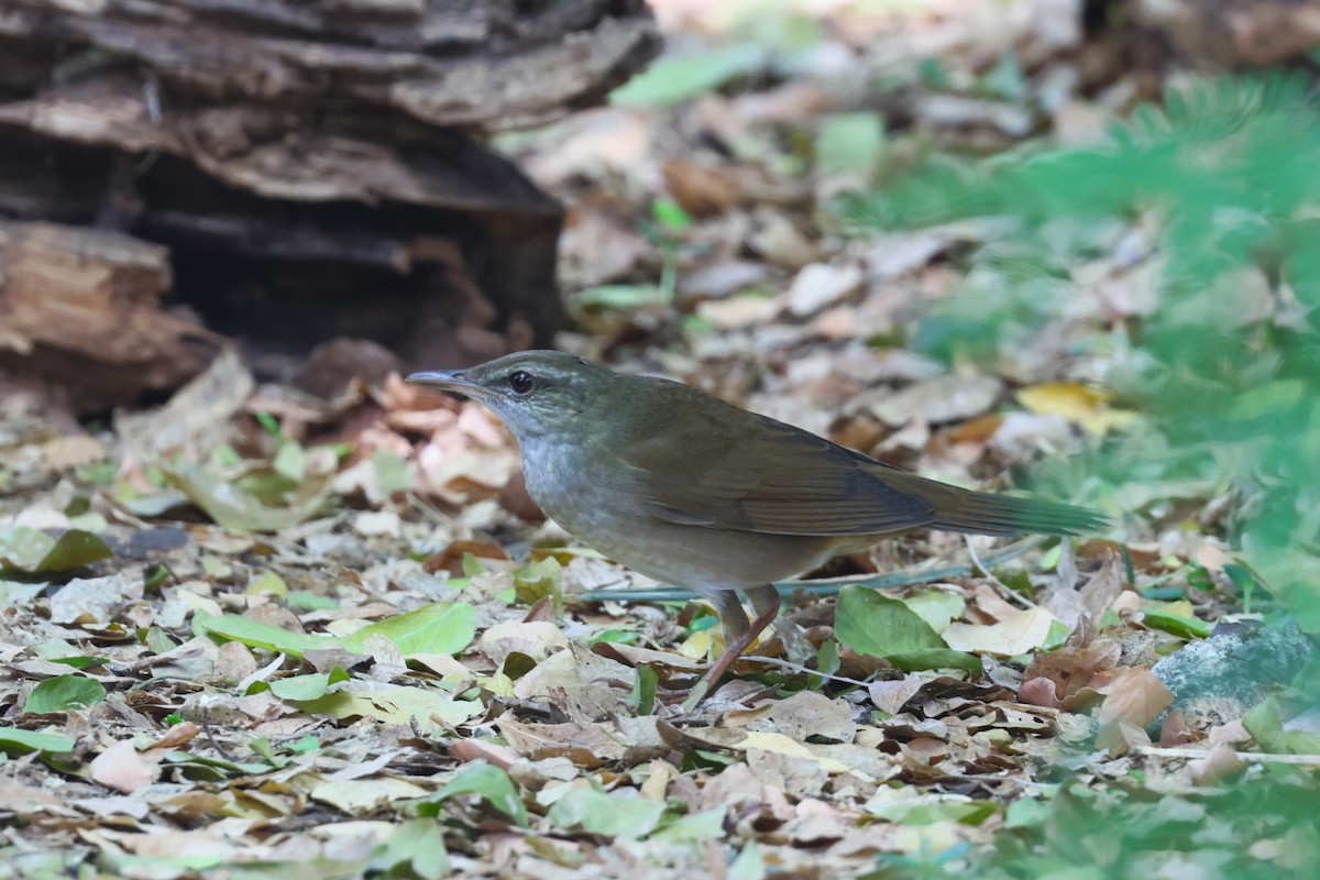 Gray's Grasshopper Warbler - ML636330066