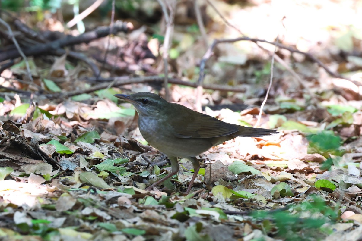 Gray's Grasshopper Warbler - ML636330069