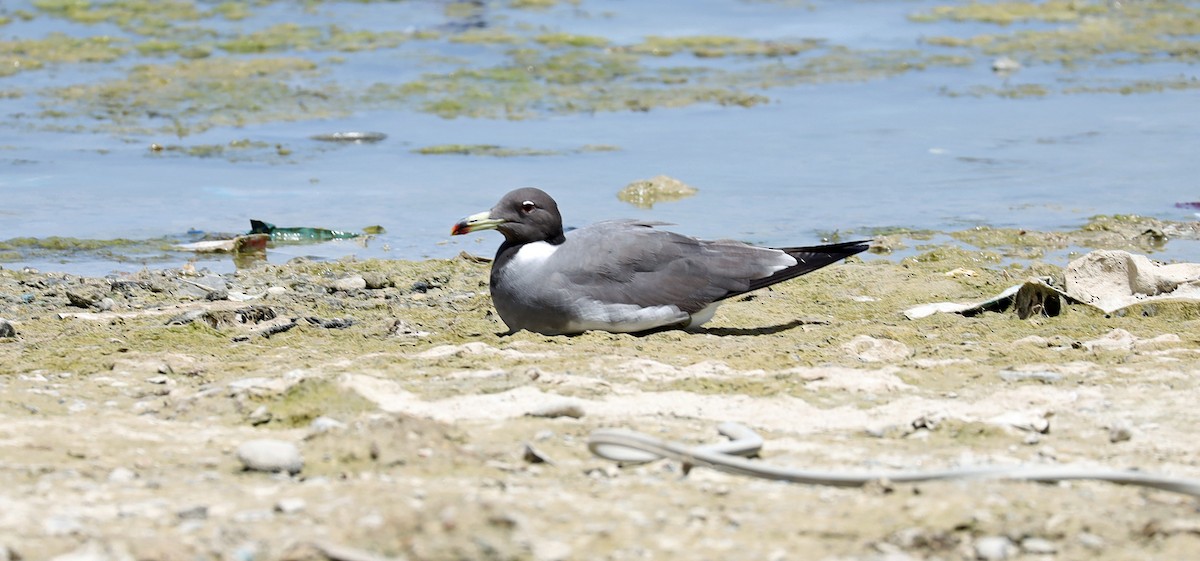 Sooty Gull - ML636330124