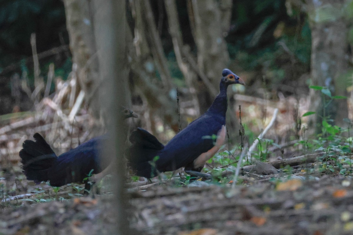 Maleo - ML636330158