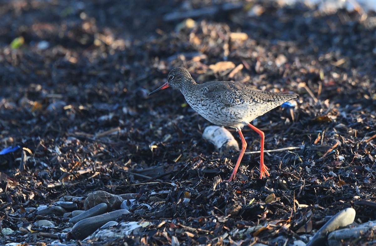 Common Redshank - ML636330240