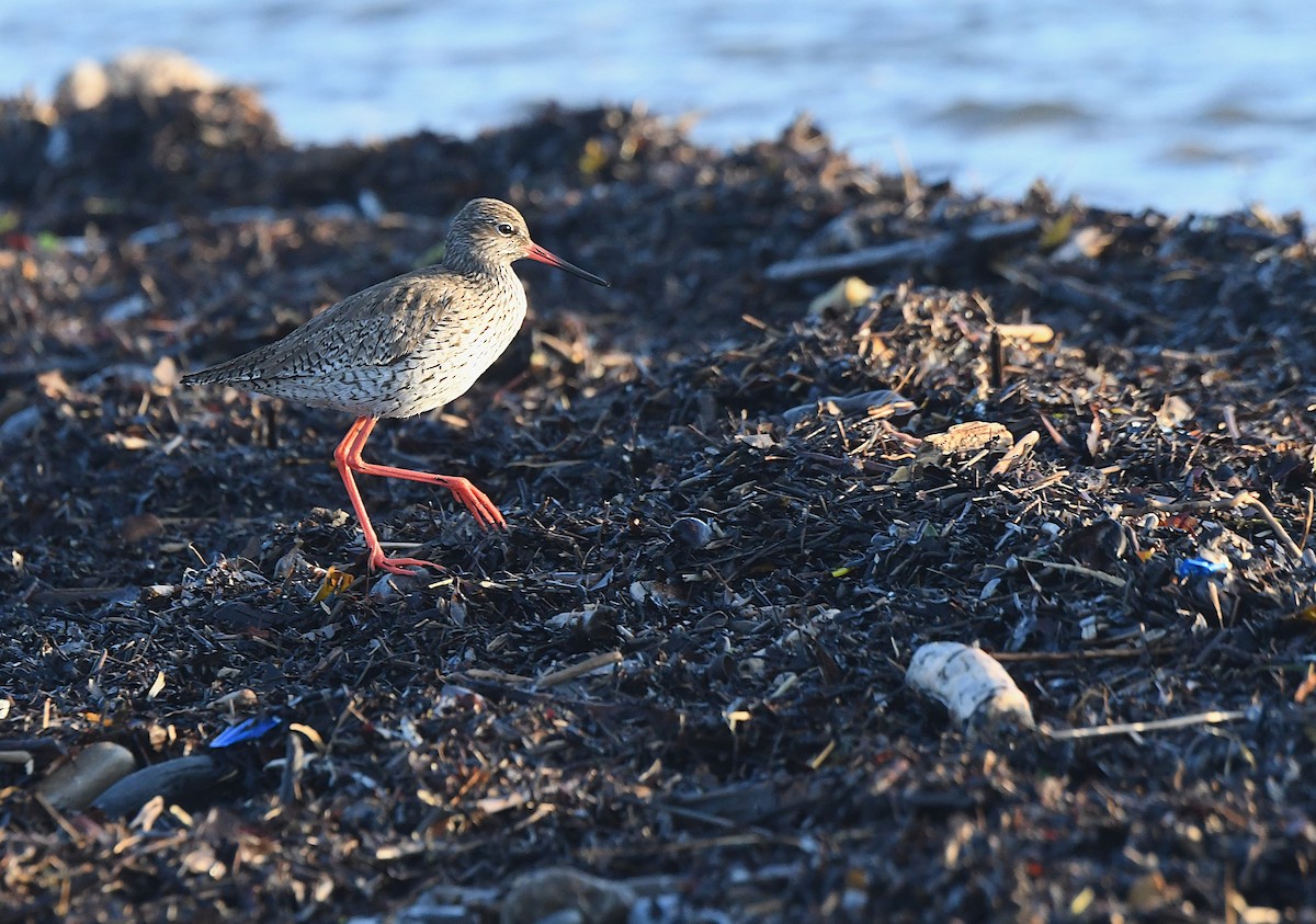 Common Redshank - ML636330241