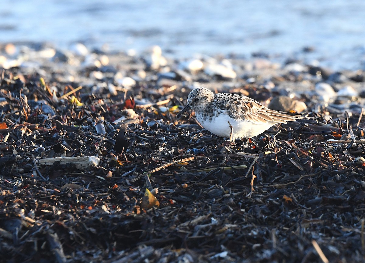 Sanderling - ML636330243