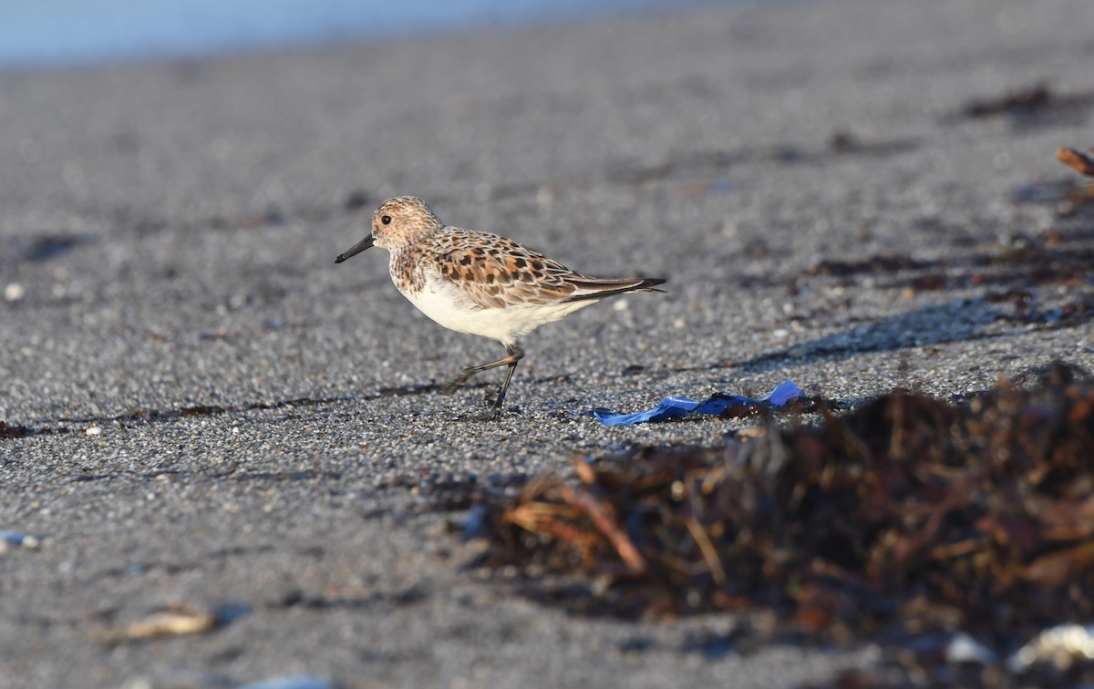 Sanderling - ML636330246