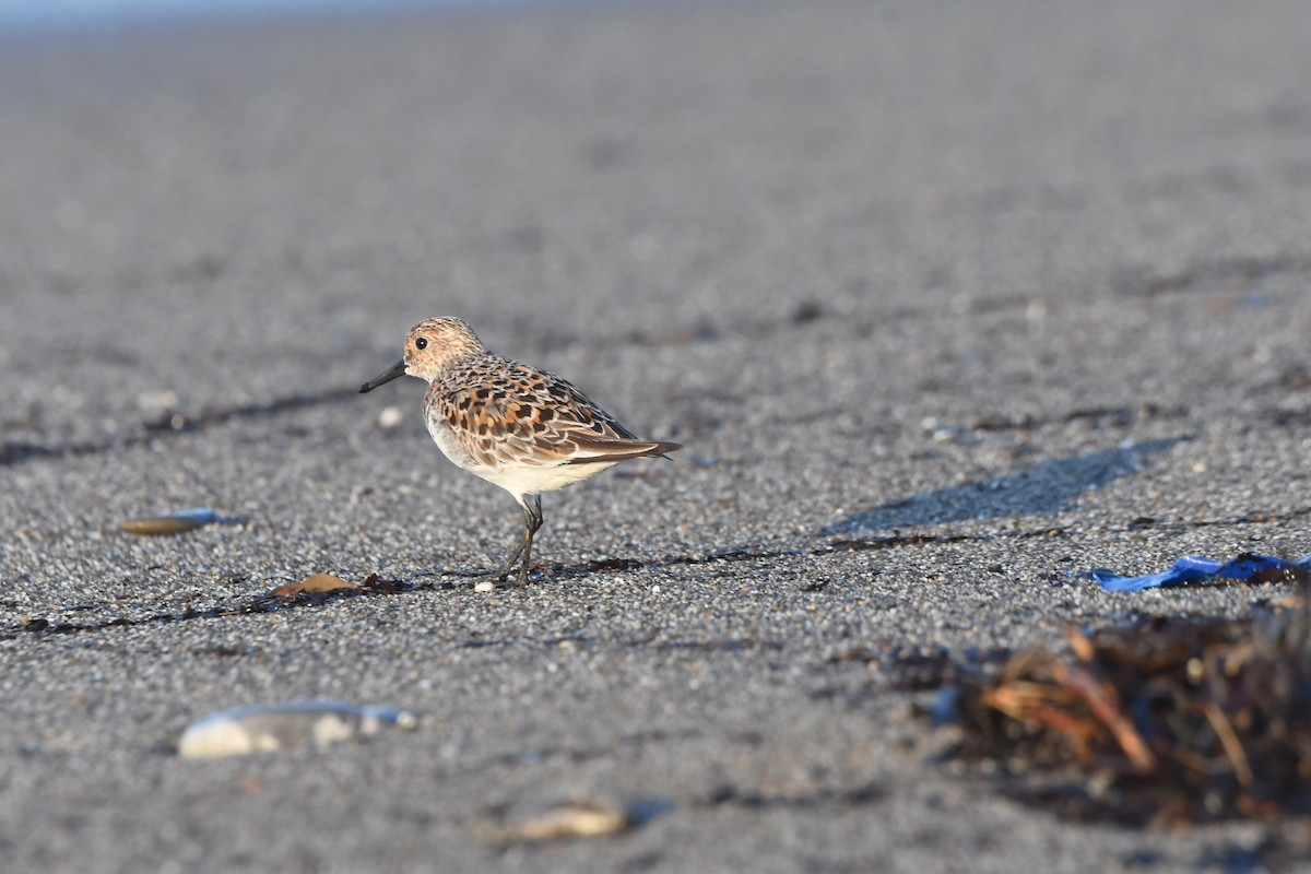 Sanderling - ML636330247