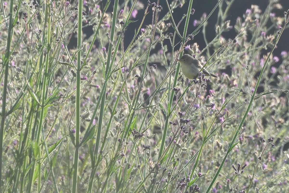 Melodious Warbler - ML636330254