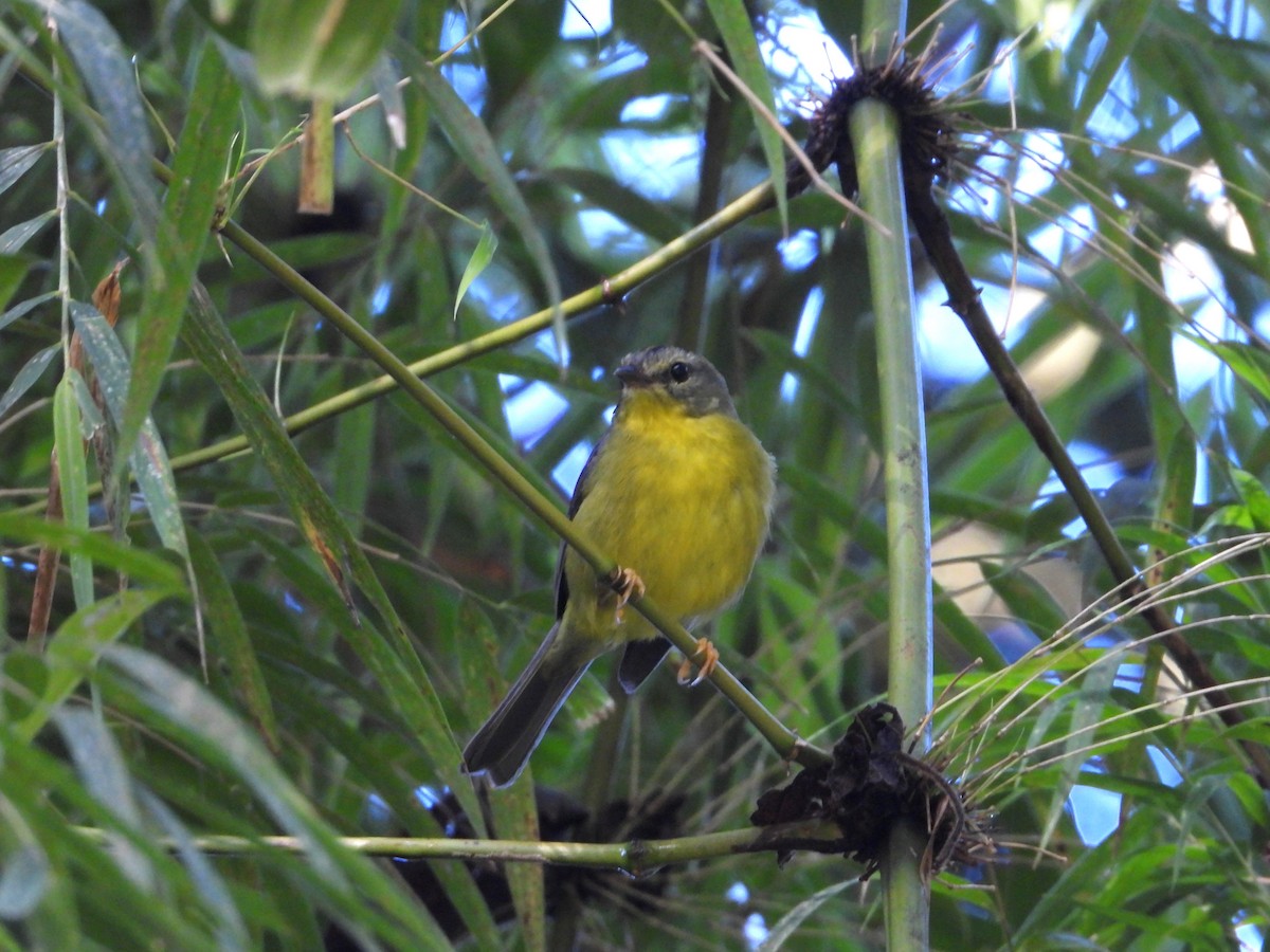 Golden-crowned Warbler - ML636330285